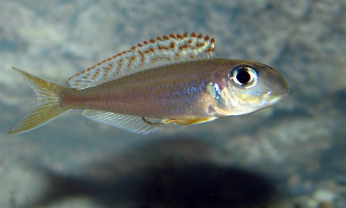 Xenotilapia flavipinnis 'Kekese'